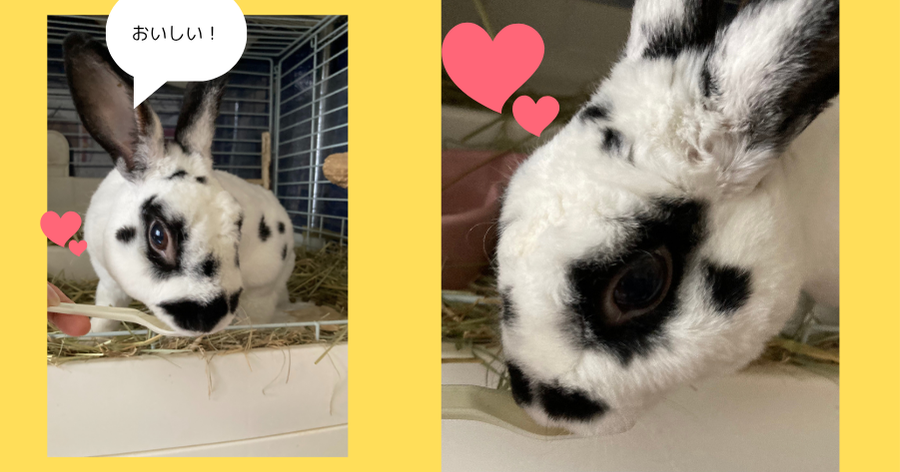 うさぎがスプーンに乗せたラビットヘアボールリリーフをたべている写真