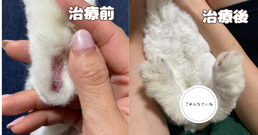治療前、治療後のウサギの足の裏