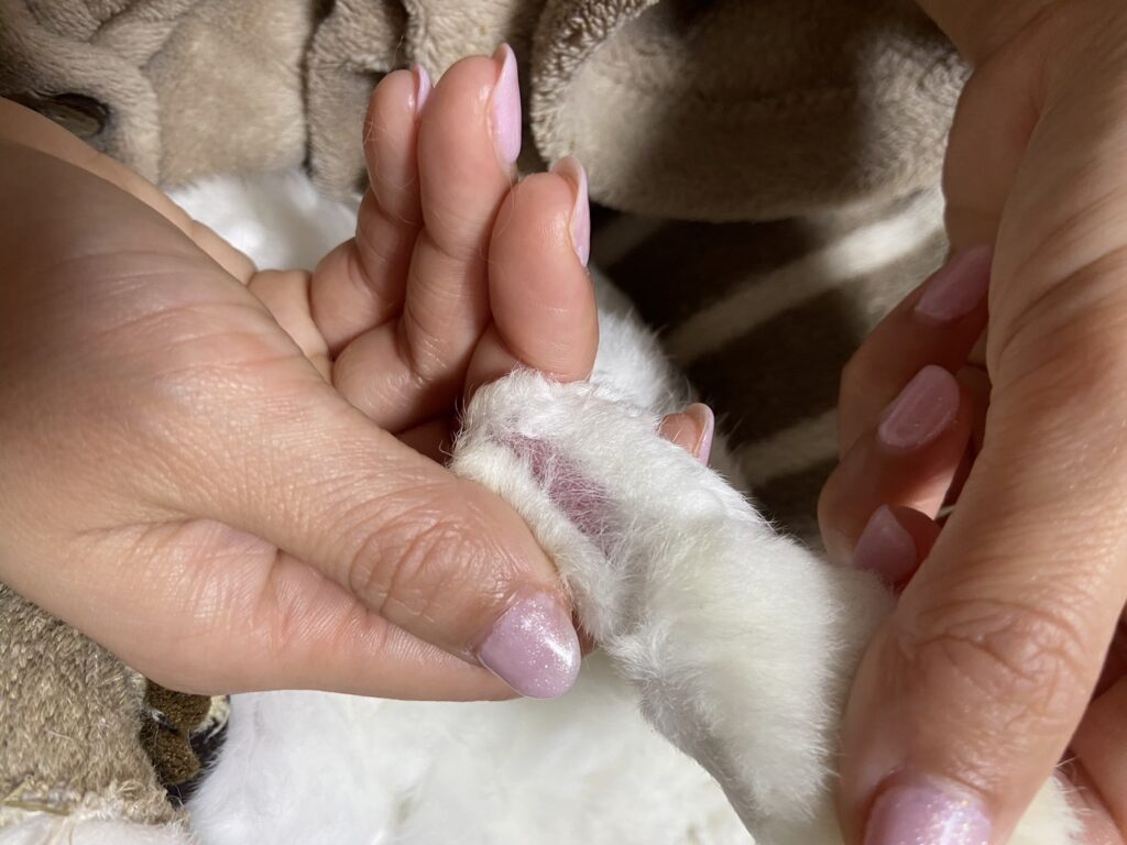 うさぎのソアホックの足の裏