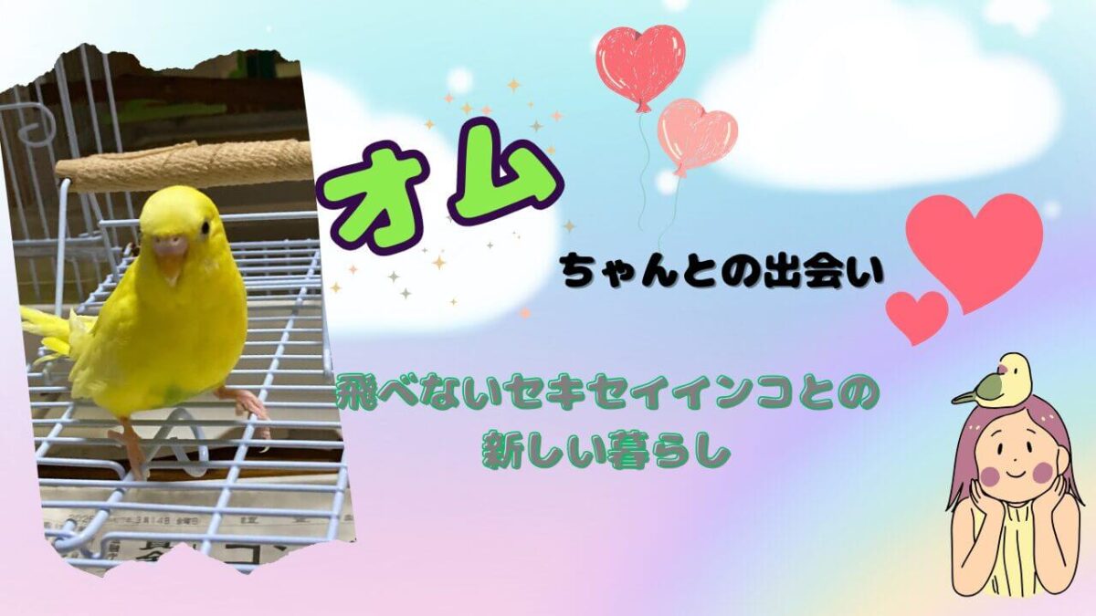 インコのオムちゃんとの出会いのアイキャッチ画像