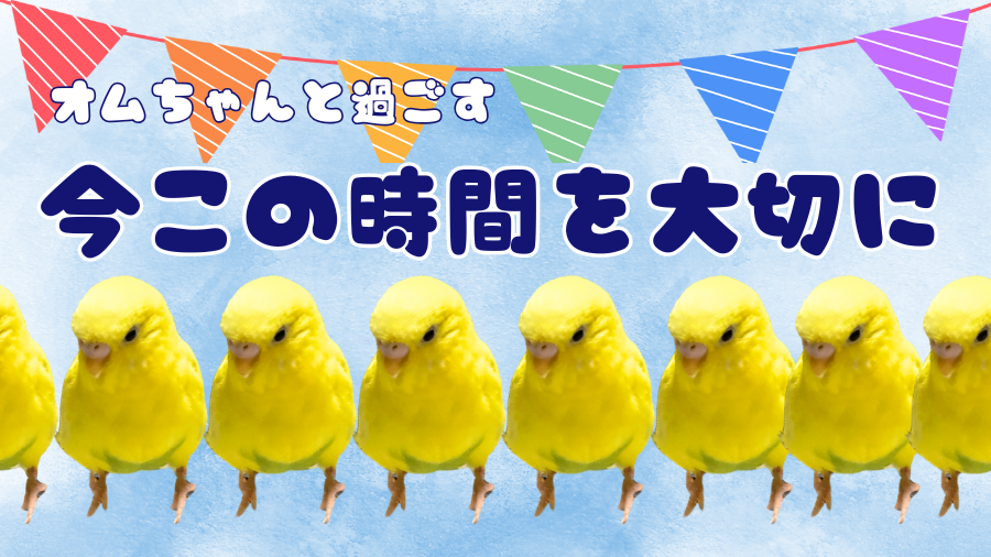 インコの行列