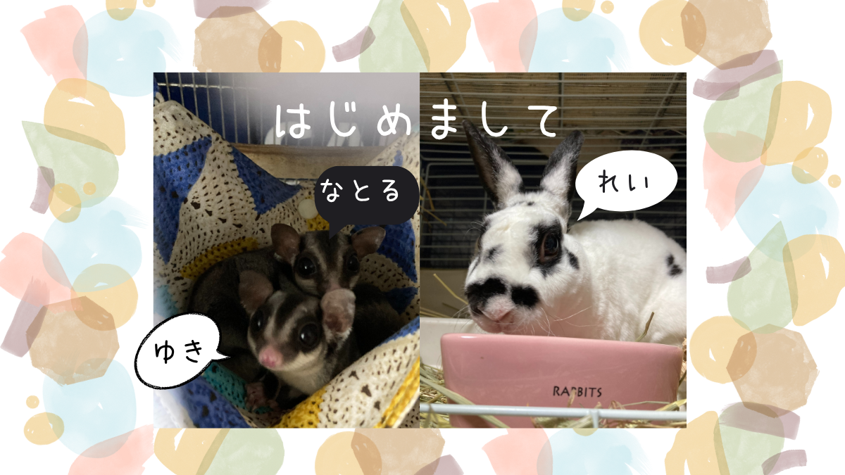 モモンガ2匹とうさぎ