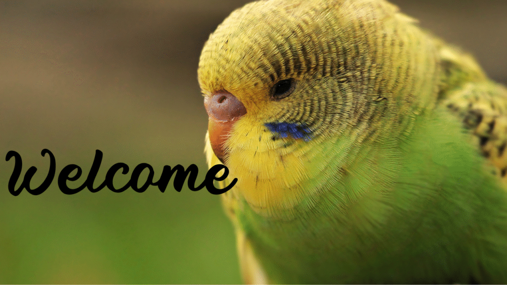 インコのアップ画像