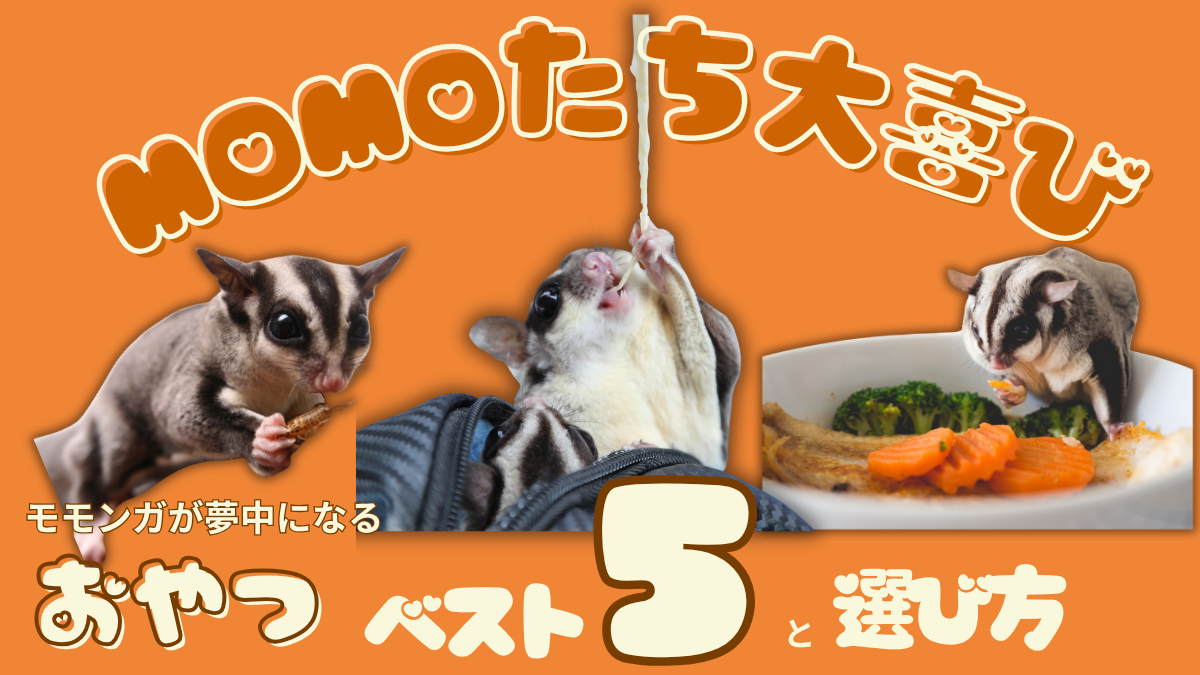 おやつを食べるモモンガたち